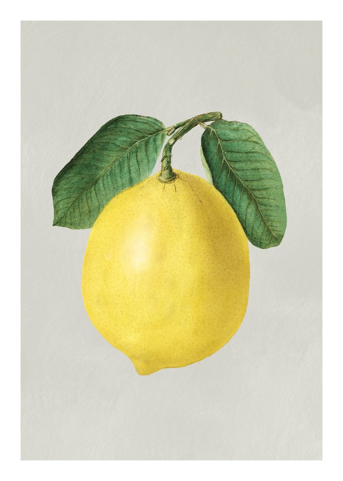 Beautiful botanical lemon poster - Made of Sundays