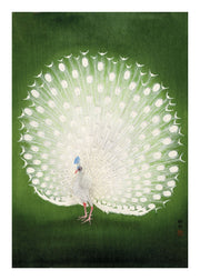 Peacock, Poster - Made of Sundays